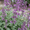 Katzenminze ‚Grog' – Nepeta racemosa – Ansicht 5