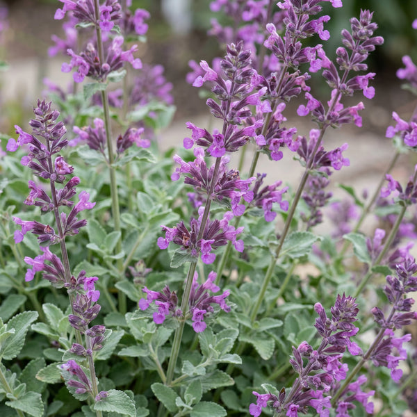 Katzenminze ‚Grog' – Nepeta racemosa – Ansicht 5