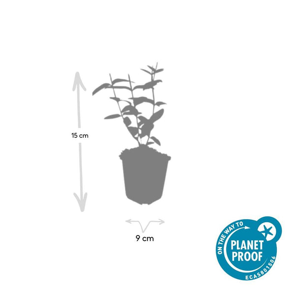 Johanniskraut ‚Rheingold' – Hypericum × inodorum – Ansicht 3