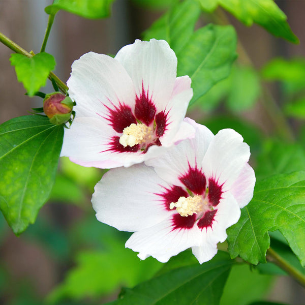 Garteneibisch ‚Hamabo' – Hibiscus syriacus – Ansicht 5