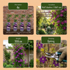 Waldrebe ‚Étoile Violette' – Clematis viticella – Ansicht 5