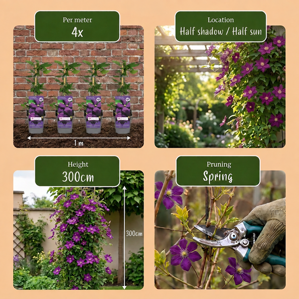 Waldrebe ‚Étoile Violette' – Clematis viticella – Ansicht 5
