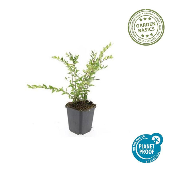 Böschungsmyrte – Lonicera pileata – Ansicht 3