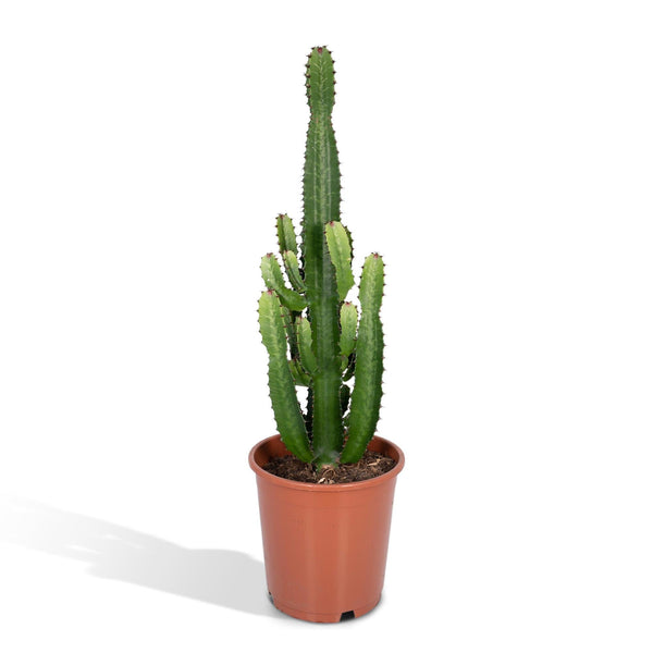 Wolfsmilch – Euphorbia acrurensis