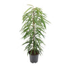 Feige ‚Alii' – Ficus binnendijkii