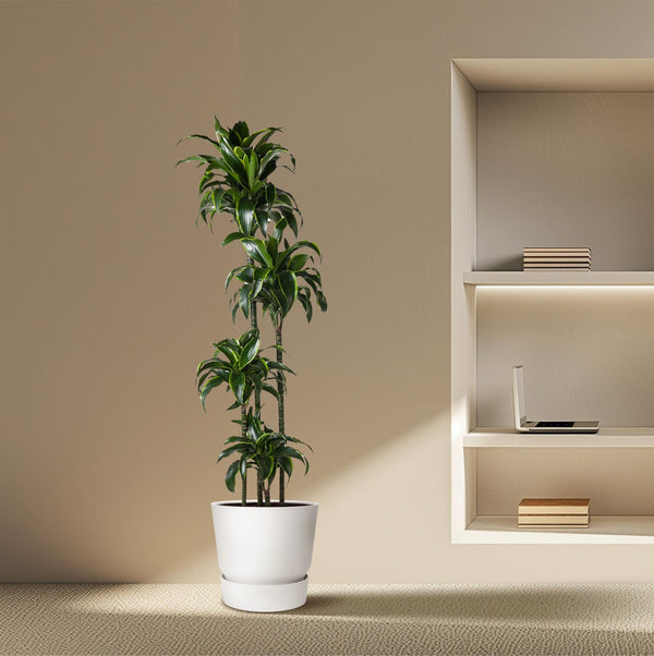 Drachenbaum ‚Dorado' – Dracaena fragrans – Ansicht 4