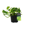 Efeutute ‚N'Joy Gold' – Epipremnum aureum