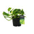 Efeutute ‚N'Joy Gold' – Epipremnum aureum