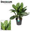 Kolbenfaden ‚Stripes' – Aglaonema