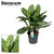 Kolbenfaden ‚Stripes' – Aglaonema