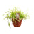 Kap-Sonnentau – Drosera capensis