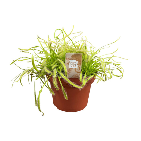 Kap-Sonnentau – Drosera capensis