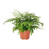 Nestfarn ‚Parvati' – Asplenium nidus