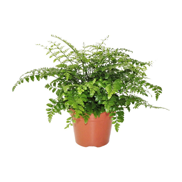 Nestfarn ‚Parvati' – Asplenium nidus