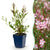 Prachtkerze ‚Rosyjane' – Gaura lindheimeri – 1 Stück
