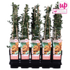 Feuerdorn ‚Soleil d'Or' – Pyracantha – Ansicht 4