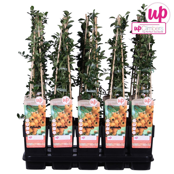Feuerdorn ‚Soleil d'Or' – Pyracantha – Ansicht 4