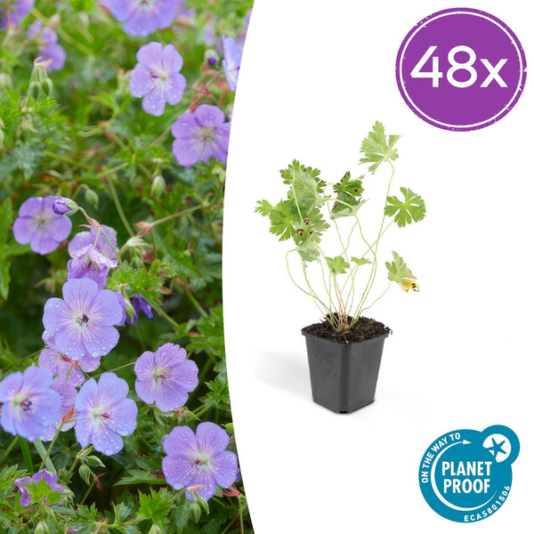 Storchschnabel ‚Rozanne' – Geranium