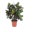 Wunderstrauch ‚Magnificent' – Codiaeum variegatum