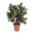 Wunderstrauch ‚Magnificent' – Codiaeum variegatum