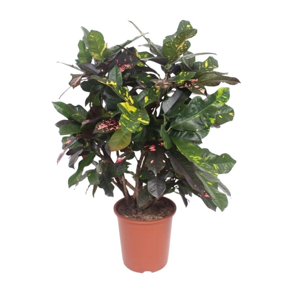Wunderstrauch ‚Magnificent' – Codiaeum variegatum