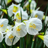 Narzisse ‚White Petticoat' – Narcissus bulbocodium