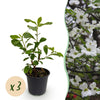 Blumen-Hartriegel – Cornus florida