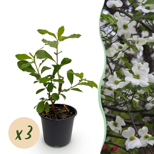 Blumen-Hartriegel – Cornus florida