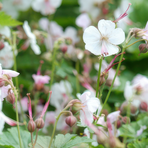 Storchschnabel – Geranium – Ansicht 7