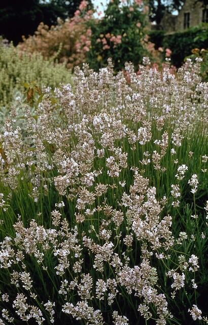 Lavendel ‚Edelweiss' – Lavandula intermedia – Ansicht 5