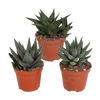 Sukkulenten-Set „Gasteria & Haworthia“ – 3 Sukkulenten