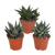 Sukkulenten-Set „Gasteria & Haworthia“ – 3 Sukkulenten