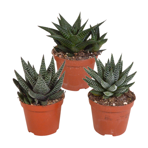 Sukkulenten-Set „Gasteria & Haworthia“ – 3 Sukkulenten