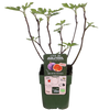 Feige ‚Gustissimo Perretta' – Ficus carica – Ansicht 4