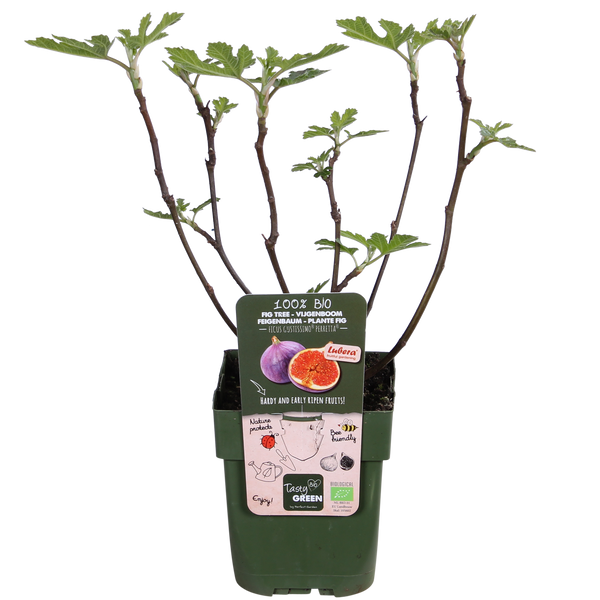 Feige ‚Gustissimo Perretta' – Ficus carica – Ansicht 4