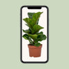 Geigenfeige – Ficus lyrata – Ansicht 4