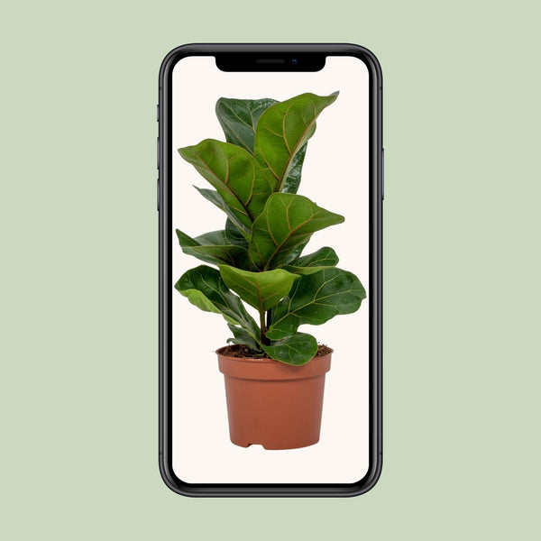 Geigenfeige – Ficus lyrata – Ansicht 4