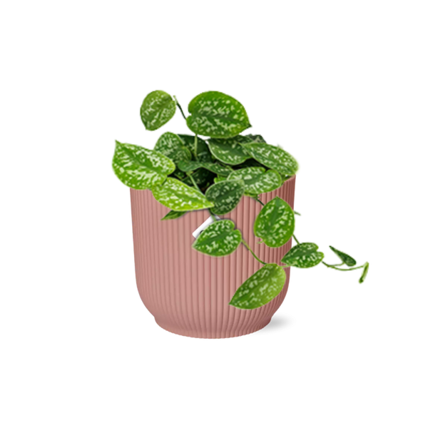 Efeutute ‚Argyraeus' – Scindapsus pictus – Ø 14 cm · 20 cm