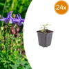 Akelei – Aquilegia vulgaris