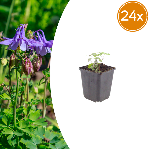 Akelei – Aquilegia vulgaris