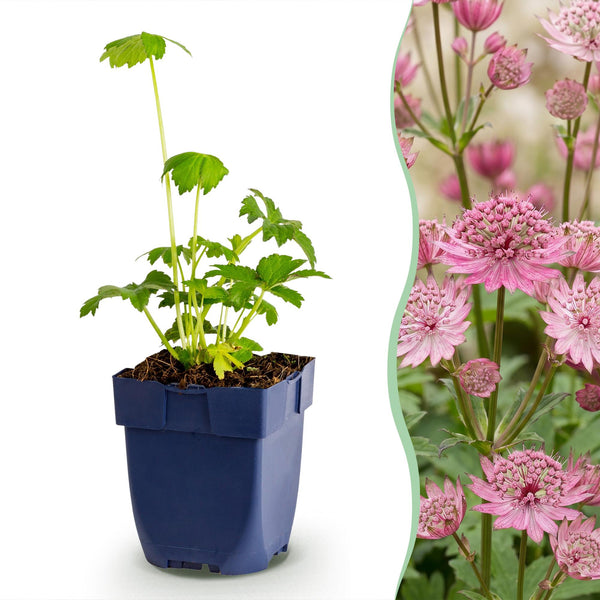 Stauden-Set „Schattengarten“ – Bergenie, Sterndolde & Elfenblume – im Set enthalten: Sterndolde – Astrantia major