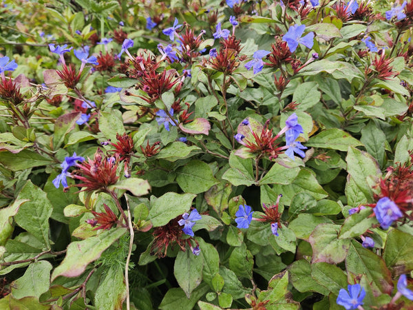 Hornnarbe – Ceratostigma plumbaginoides – Ansicht 6