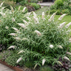 Schmetterlingsstrauch ‚White Profusion' – Buddleja davidii – 1 Stück