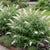 Schmetterlingsstrauch ‚White Profusion' – Buddleja davidii – 1 Stück