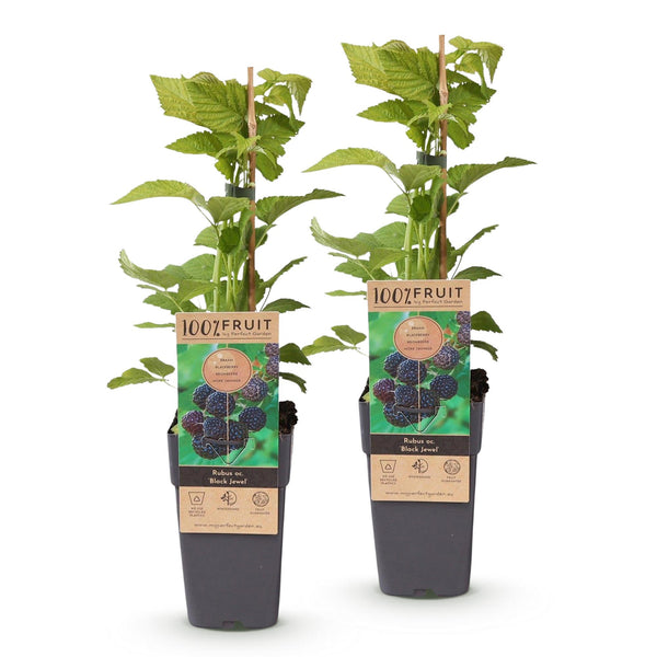 Schwarze Himbeere ‚Black Jewel' – Rubus occidentalis – Ansicht 2