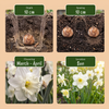 Blumenzwiebel-Set „Sonnengarten" – Sommerblüher für sonnige Lagen – Ansicht 4