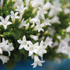 Glockenblume ‚Addenda Ambella' – Campanula – Ansicht 2