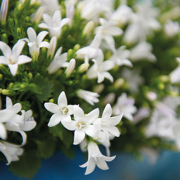 Glockenblume ‚Addenda Ambella' – Campanula – Ansicht 2