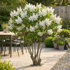 Gemeiner Flieder ‚Madame Lemoine' – Syringa vulgaris – Ansicht 6