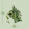 Königswein ‚Ellen Danica' – Cissus rhombifolia – Ansicht 2